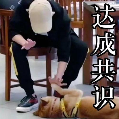 综艺青春旅社表情包,笑点满满，回忆满满  第2张