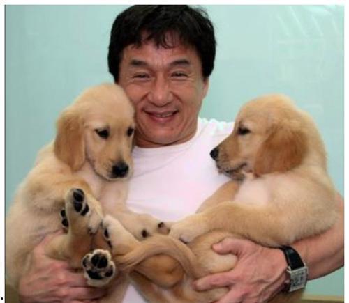 明星都养狗,揭秘娱乐圈狗狗们的幸福生活