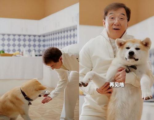 明星都养狗,揭秘娱乐圈狗狗们的幸福生活  第3张